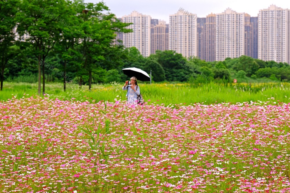 洋湖湿地公园
