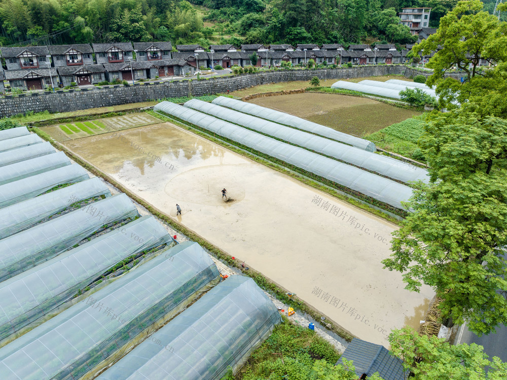 耕田 水稻