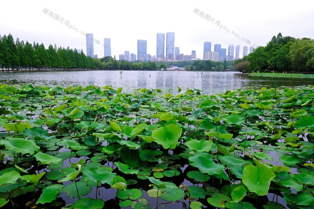 湖南烈士公园