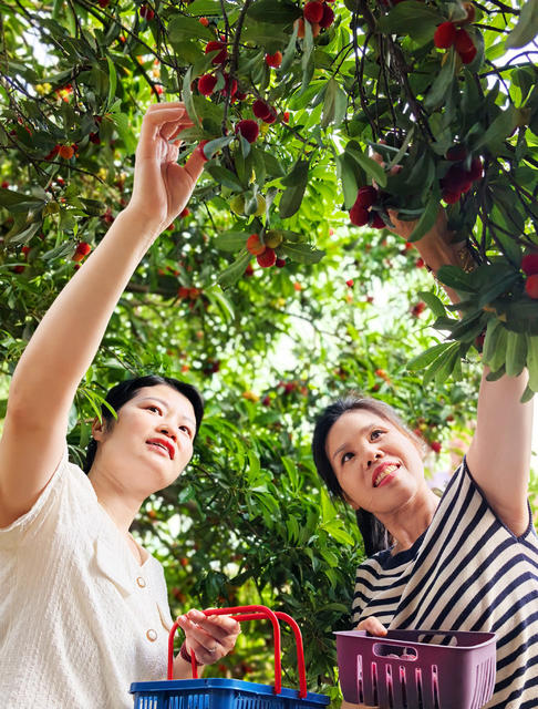 嘉禾：房前屋后果飘香