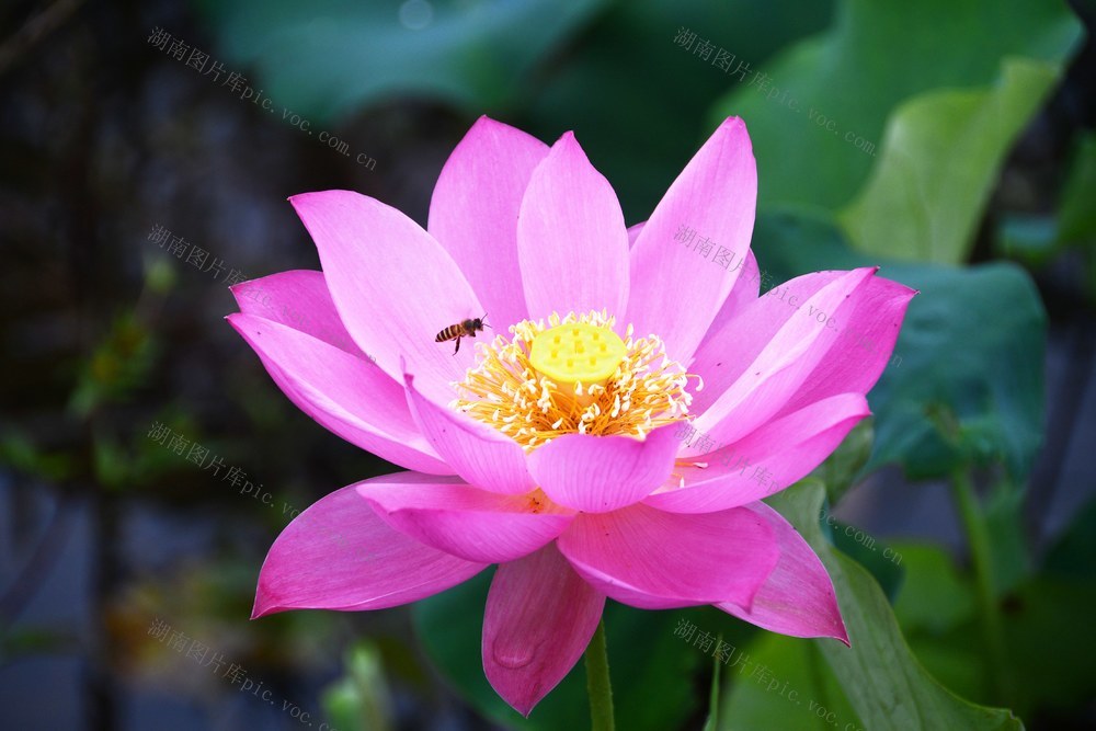  荷花绽放