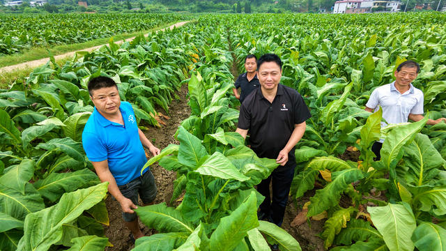 湖南  郴州  桂阳县  龙潭街道   烟农  烟田  烟叶  采摘 
  烤房  丰收   烟草站  烟农培训  税收