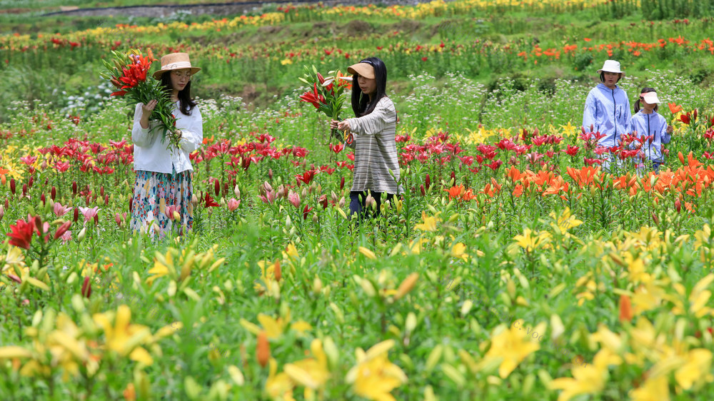 湖南，龙山，百合花，花海，花卉，销售，市场，增收，乡村，振兴