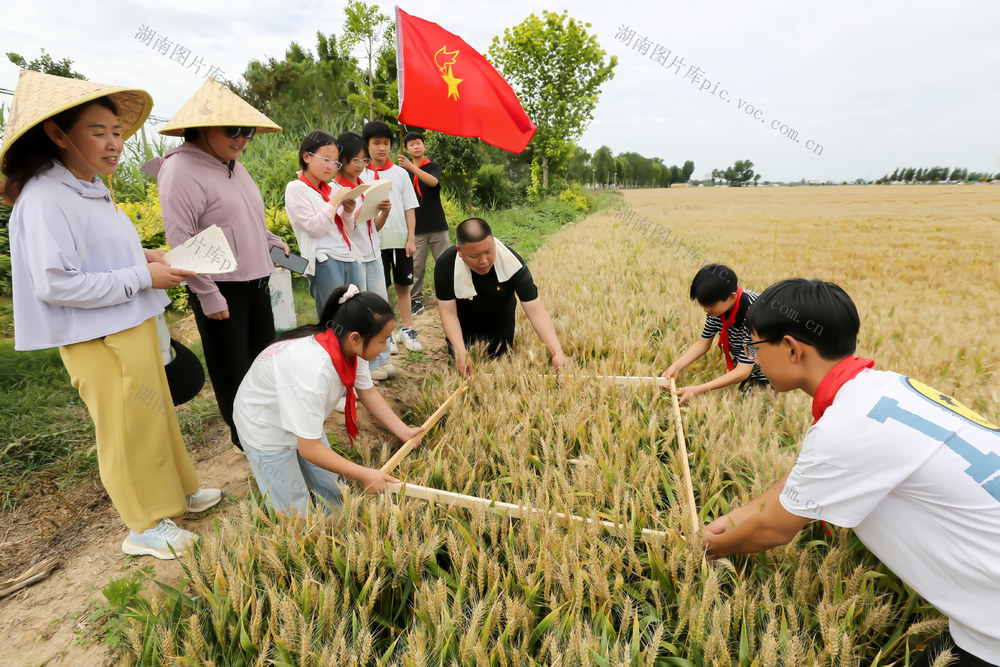 “六一”节，小朋友，小学生，红领巾，研学，小麦，麦穗，籽粒，丰盈，丰硕，丰收，劳动课，劳动教育，家庭农场，高级农艺师，劳动价值观