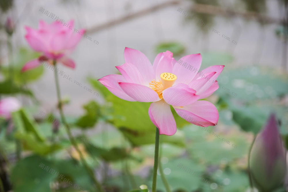 荷花 夏日 花朵 风景