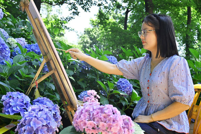旅游  花海  绣球花  游客  打卡
