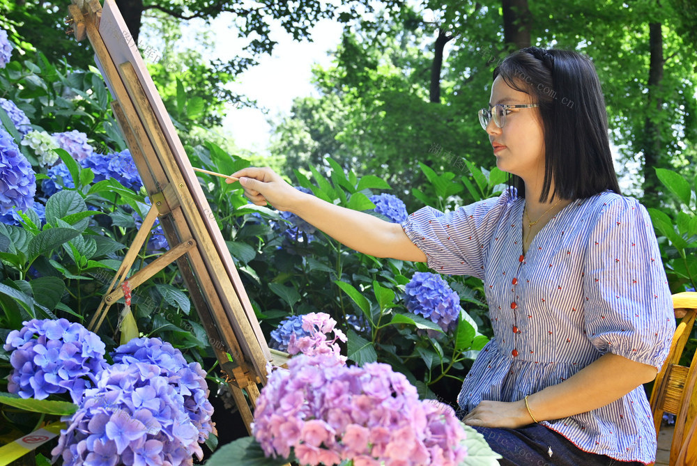 旅游  花海  绣球花  游客  打卡