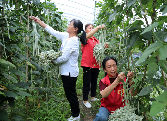 湖南桂东、红马甲助农、鲜豆角、早市、星火志愿者协会、大塘镇全溪蔬菜基地、助农抢收、乡村振兴、增收