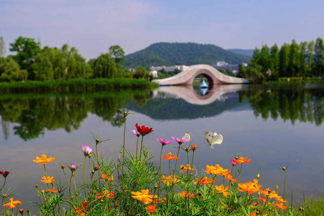后湖， 蝴蝶