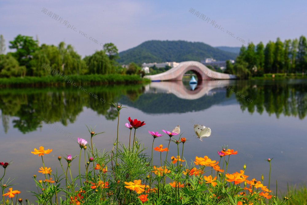 后湖， 蝴蝶