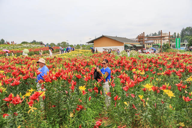 湖南，龙山，百合花，游人，赏花，拍照