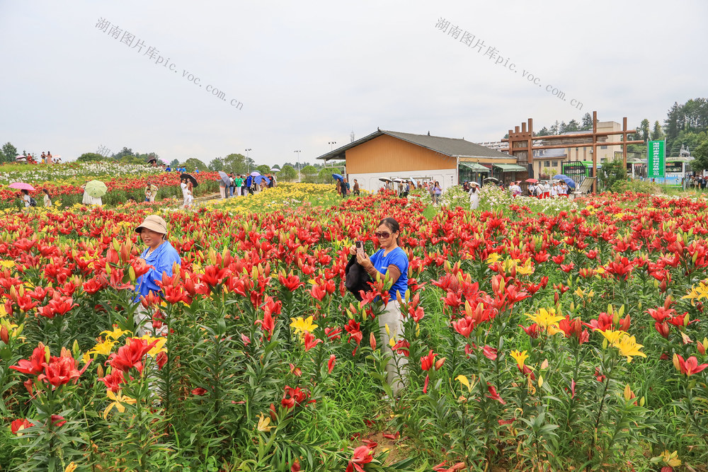 湖南，龙山，百合花，游人，赏花，拍照
