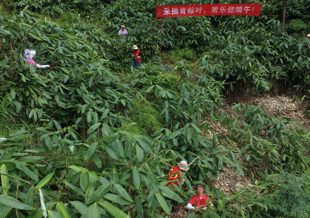 湖南桂东、桥头乡、粽叶种植、绿水青山、黄金道、星火志愿者、端午市场