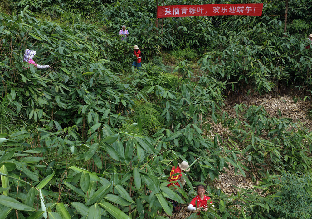 湖南桂东、桥头乡、粽叶种植、绿水青山、黄金道、星火志愿者、端午市场