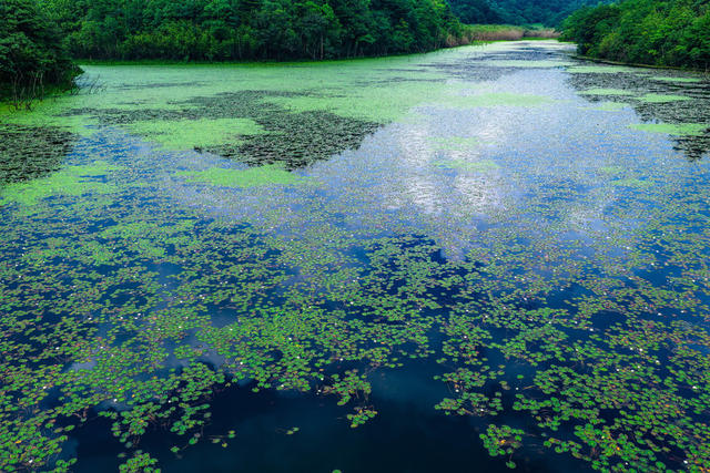生态  湿地  自然保护区  生物多样性  环境保护