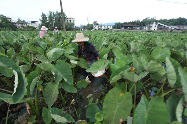 香芋产业 农业产业 助农增收 乡村振兴