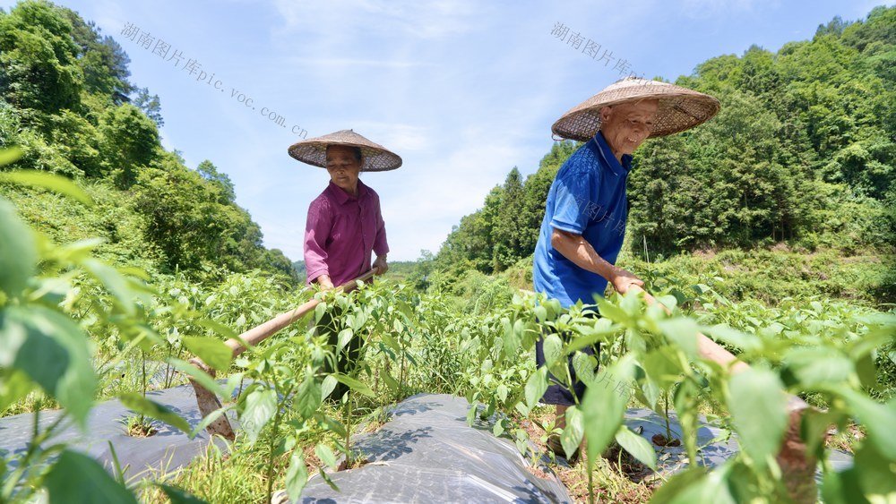 辣椒 芒种