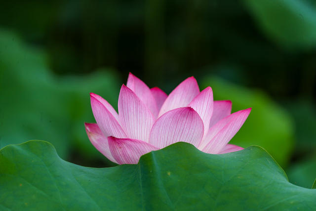 夏日  荷花  美丽 