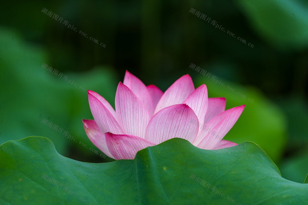 夏日  荷花  美丽 