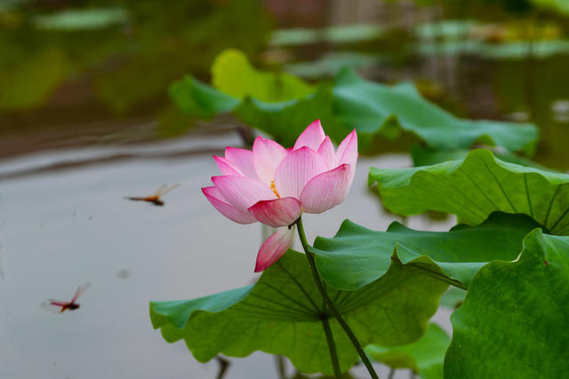 夏日  荷花  美丽  观赏