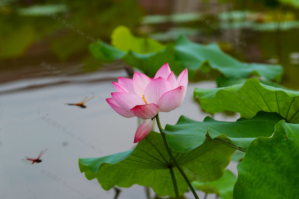 夏日  荷花  美丽  观赏