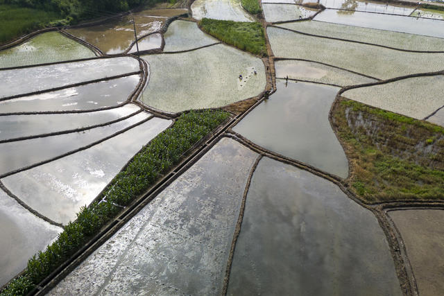 娄底,芒种,中稻,插秧,农民