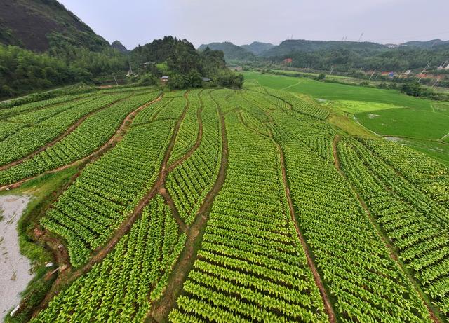 航拍  湖南  郴州  苏仙区  飞天山镇  烤烟  种植    烟田  采摘  农时  烟叶采收  烤烟  产业  乡村  丰收  画卷  村民  增收  致富  