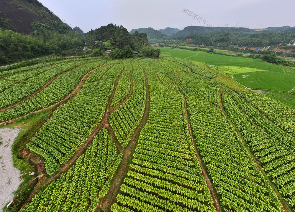 航拍  湖南  郴州  苏仙区  飞天山镇  烤烟  种植    烟田  采摘  农时  烟叶采收  烤烟  产业  乡村  丰收  画卷  村民  增收  致富  
