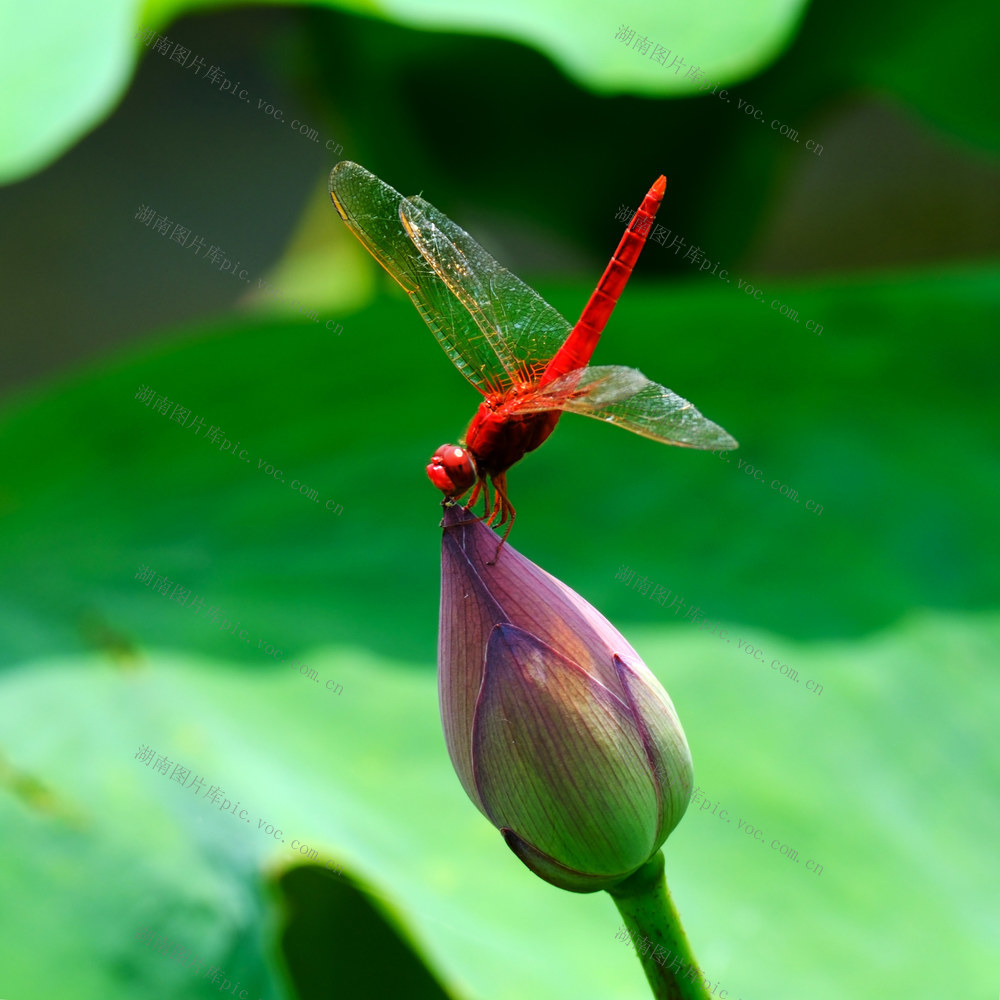 红蜻蜒