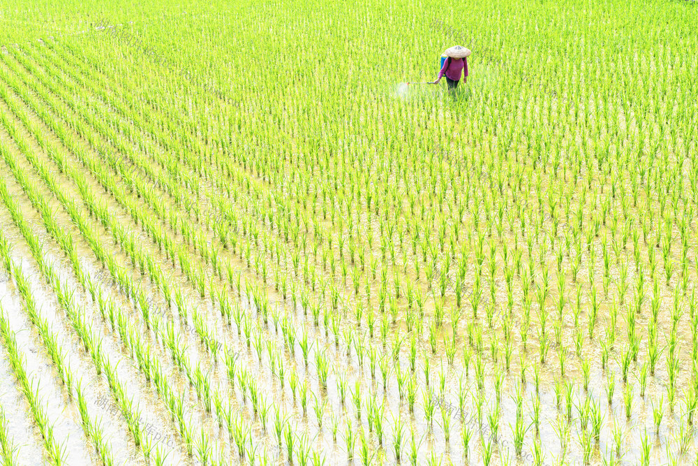 芒种节气   夏种夏管农事忙