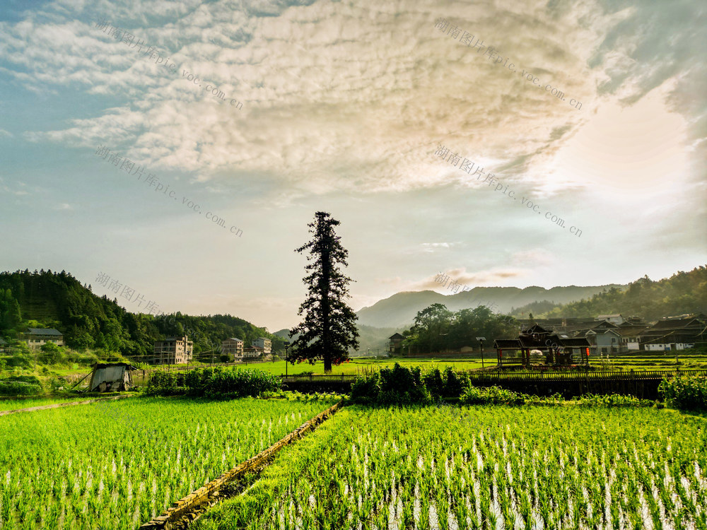 侗乡 村寨 田园 青山 晨光 美丽 画卷