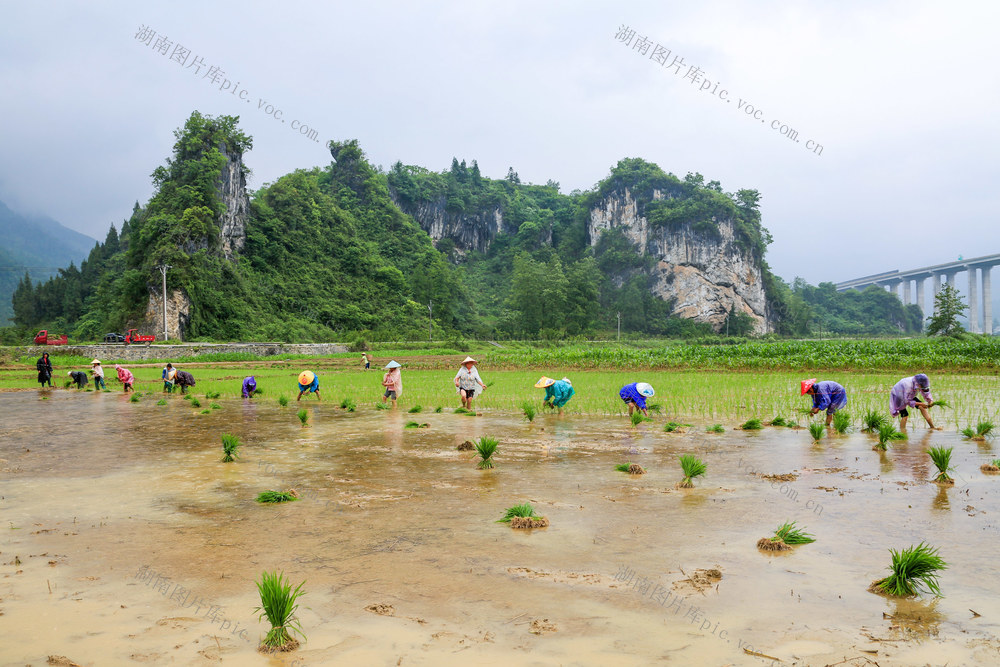 湖南，龙山，冒雨，插秧，中稻，农时，关键期，忙碌