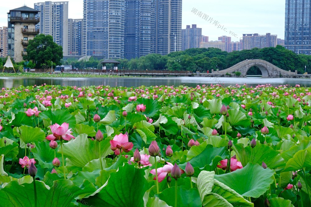 荷花盛开，月湖公园