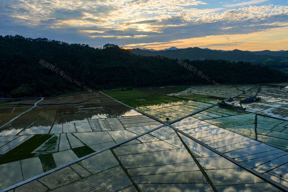 稻田 耕地 粮食 田园 乡村