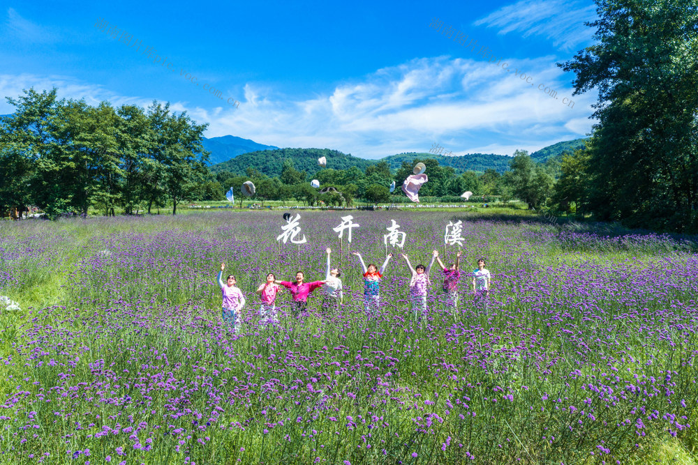 乡村旅游  花海  游玩