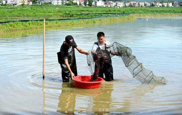 水田 种养 养虾 水稻 稻虾轮作 产业 增收 农民 基地 小龙虾 捕捞 整合资源