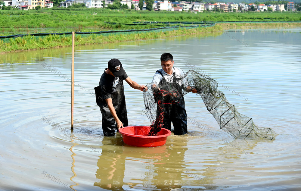 水田 种养 养虾 水稻 稻虾轮作 产业 增收 农民 基地 小龙虾 捕捞 整合资源