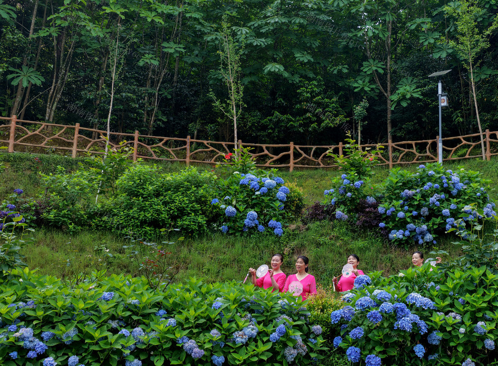 金洞村 绣球花开引客来 旅居游客赏花拍照 文旅深度融合 新农村 中国氧都长寿桂东 避暑胜地
