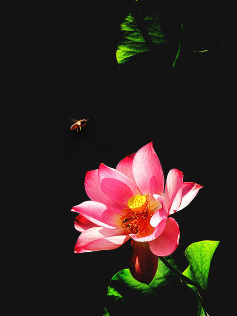 荷花 蜻蜓