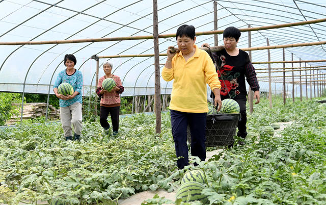 采收 西瓜 大棚 种植业 农业 农产品 高效 农民 丰收 瓜果 基地 农村 