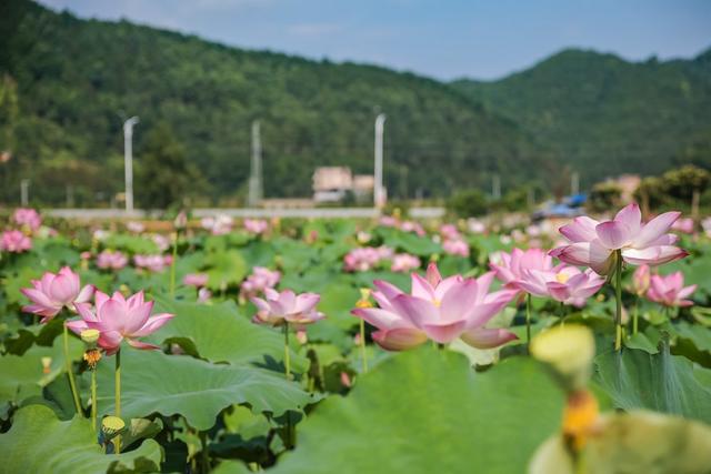 荷花 夏日 花朵 风景 生态 增收