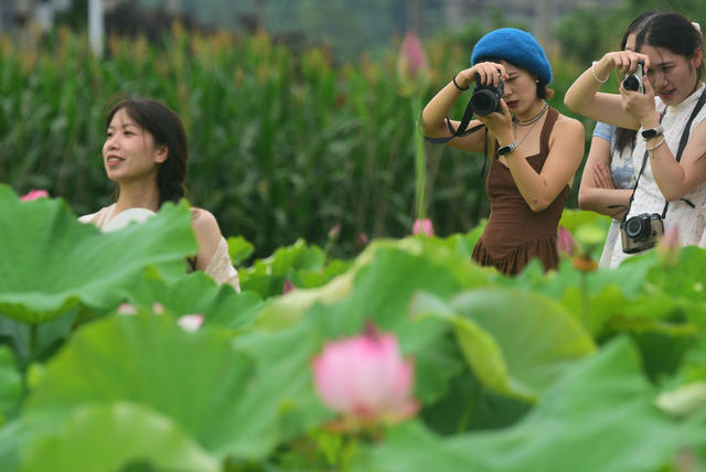 嘉禾：荷花开  乡村美