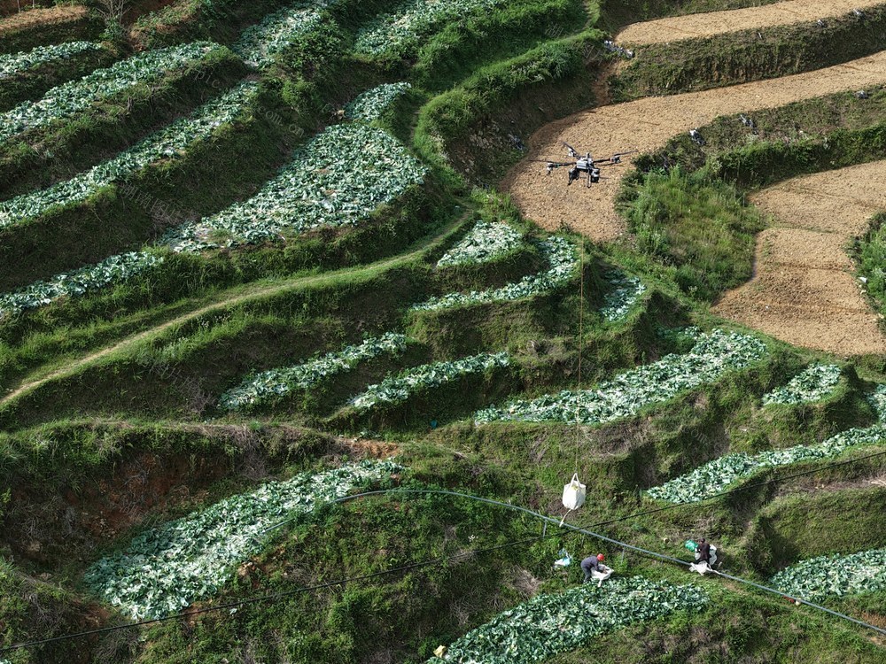 湖南桂东、高山蔬菜、无人机、保鲜增值、大湾区、乡村振兴、村民增收、科技赋能、禾坪基地
