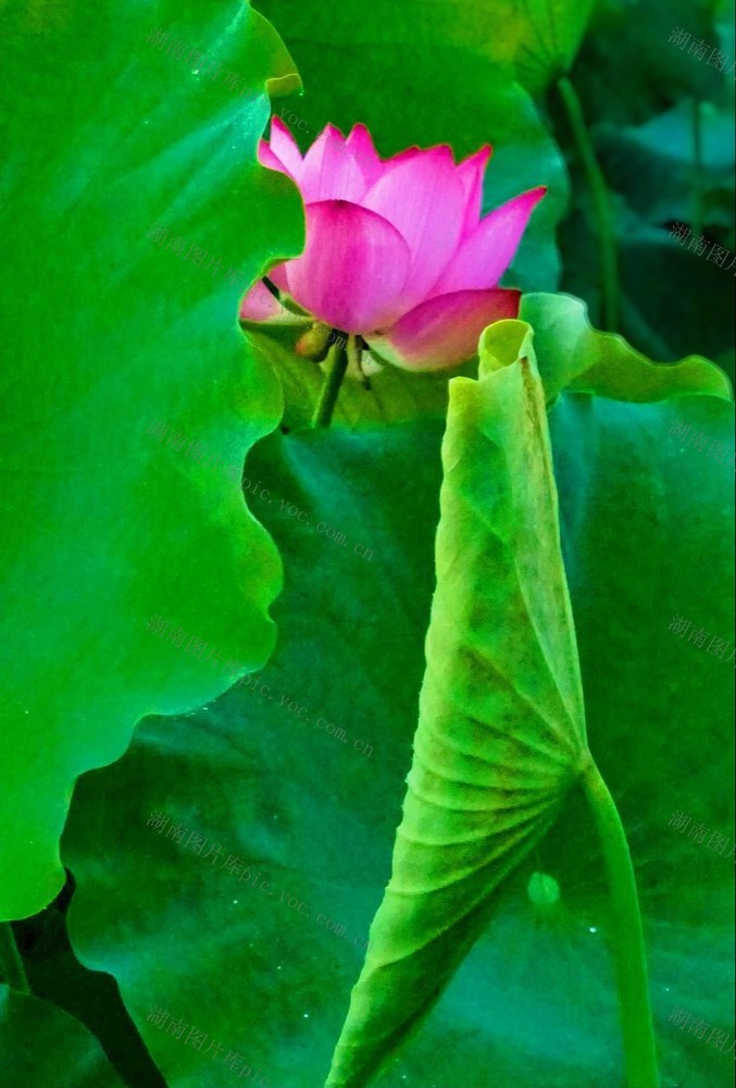 翠荷藏芳