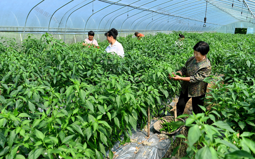 种植业 蔬菜 辣椒 市场 订单 采摘 大棚 生产 经营 定单 农民 农业 产供销 