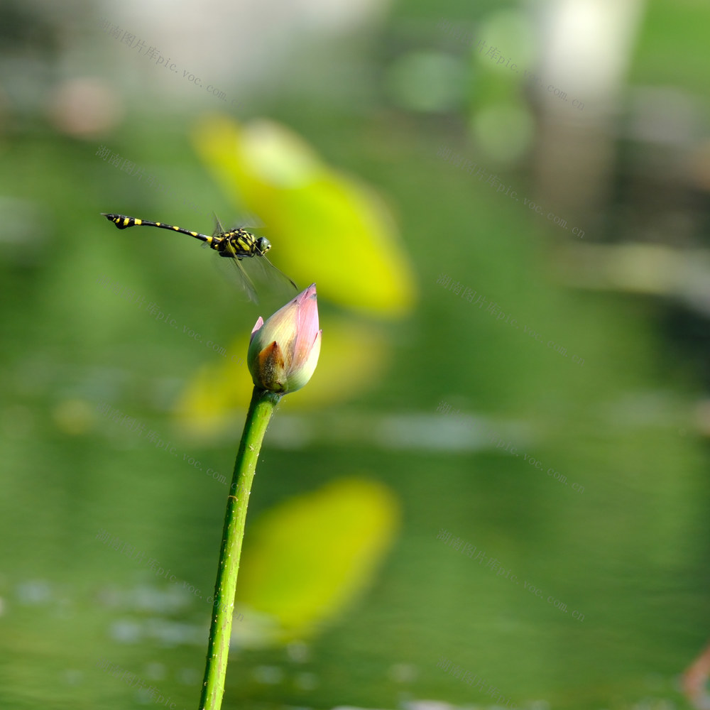 蜻蜓