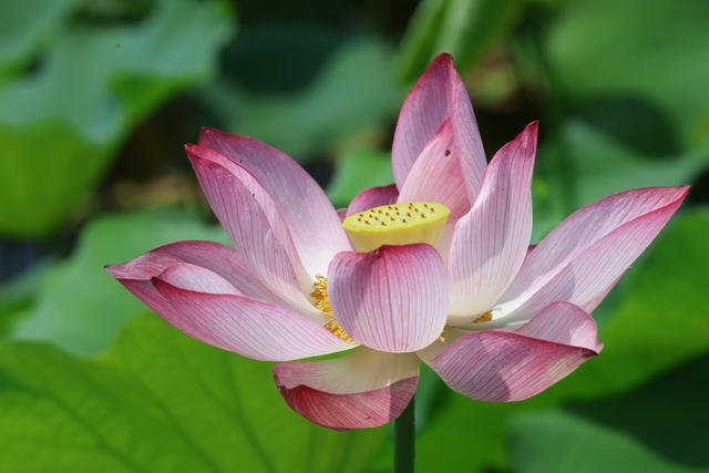 荷花；夏日