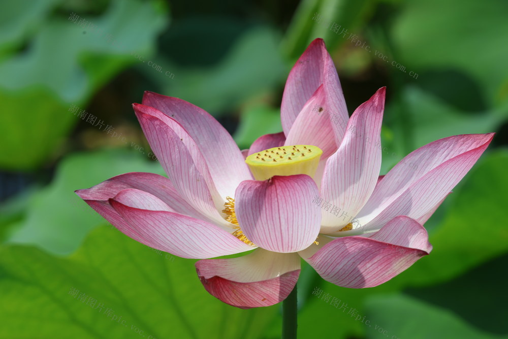 荷花；夏日