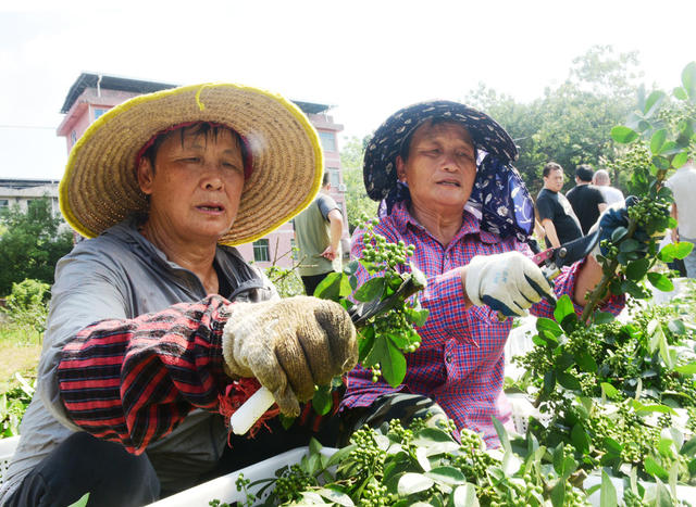 嘉禾：花椒产业助增收