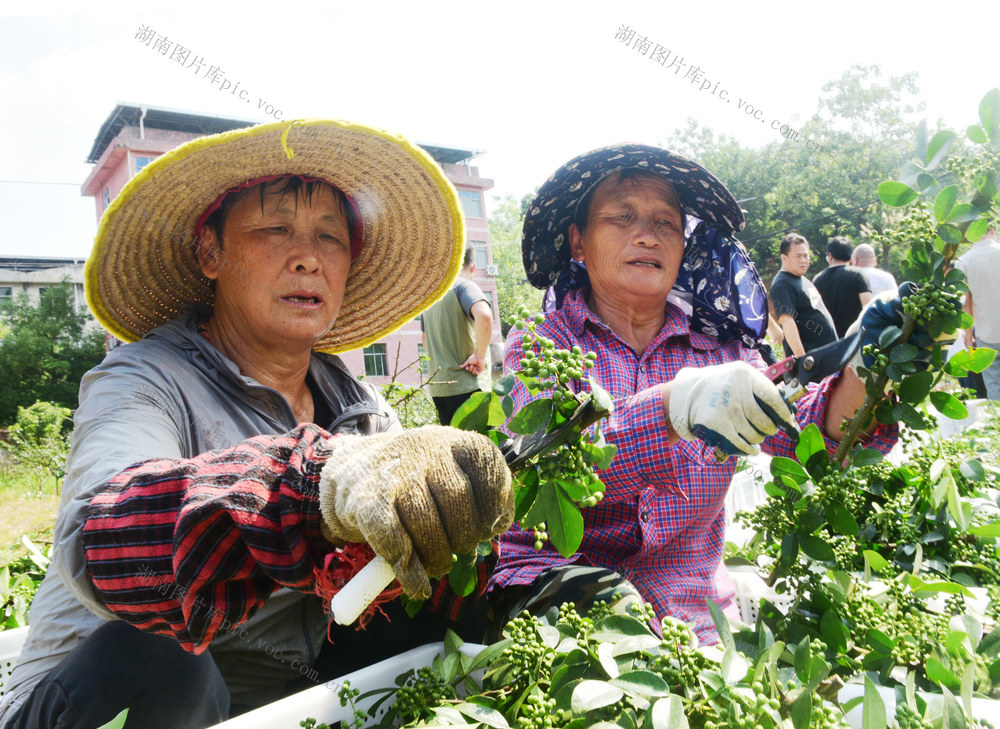 嘉禾：花椒产业助增收